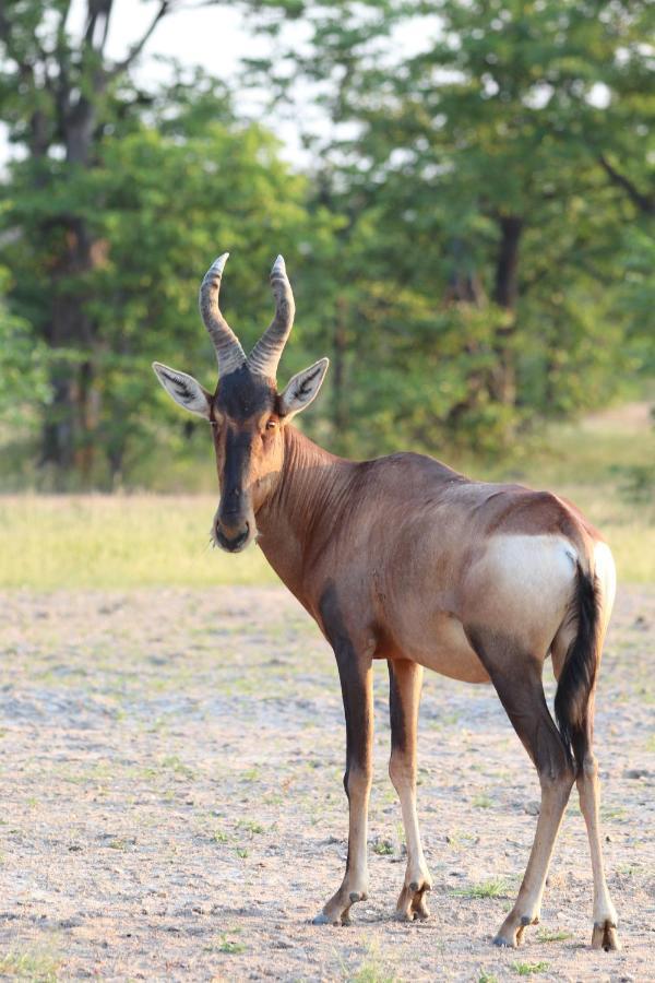 Ngangane Lodge & Reserve Francistown Exteriér fotografie